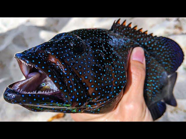 Fishing For Hawaii's Invasive Grouper, Roi