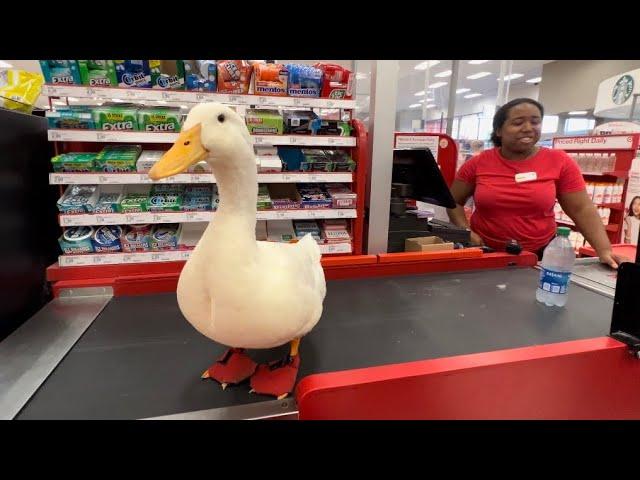 I took my duck to Target 