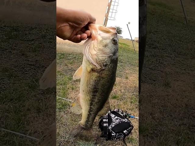Bass Fishing is Amazing 