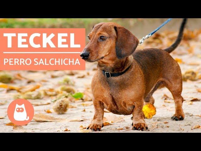 DACHSHUND o TECKEL - ¡El PERRO SALCHICHA!