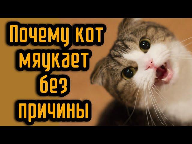 Почему кот мяукает без причины