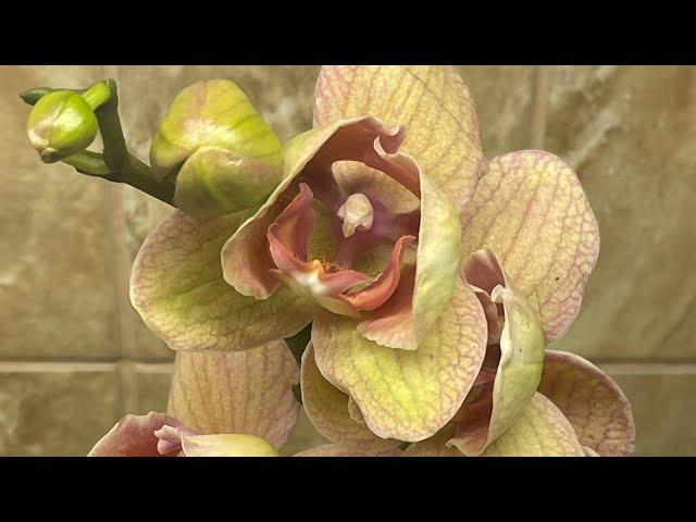 Влог. Новинка и малыши от SonYa  #орхідеї #orchid #орхидеибабочки #peloric