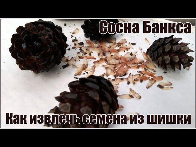 Сосна банкса - как достать семена из шишек