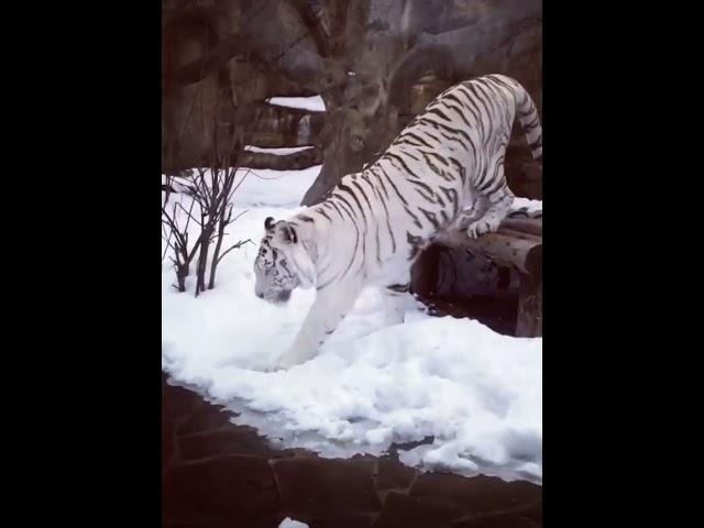 White tiger in Moscow Zoo aka Московский зоопарк in winter temp -31celsius 