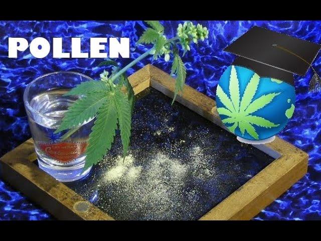 Cannabis Pollen – How To Collect, Store and Pollinate Females By A Male - Pollination 101