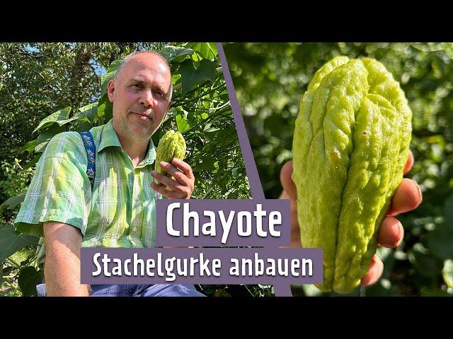 Chayote - Stachelige Frucht aus Mittelamerika | MDR Garten