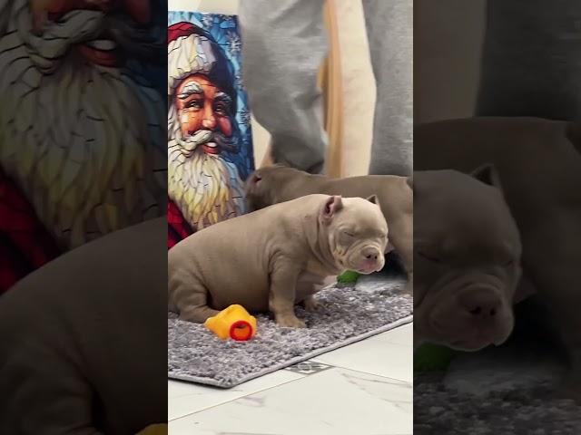 Щенок VINSTON ищет мам пап +7995 5969901 #music #puppy #americanbully