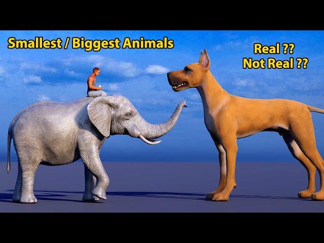 Smallest vs Biggest Animals comparison