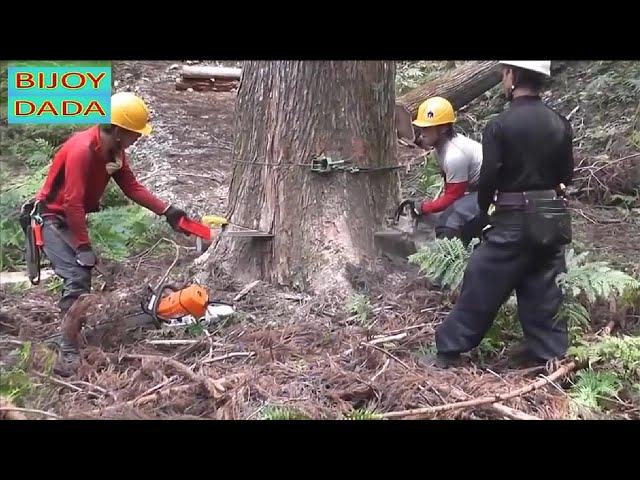 Amazing cutting Down big Trees   Fastest Tree Chainsaw || BIJOY DADA