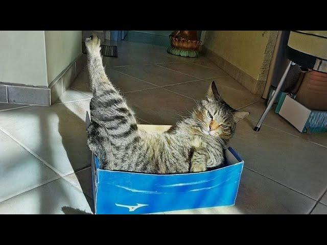 CATS are the King of ANIMAL COMEDY Best FUNNY CAT videos 2024