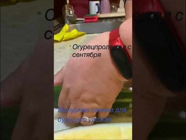 Огурец пролежал 4 месяца и даже не завял 