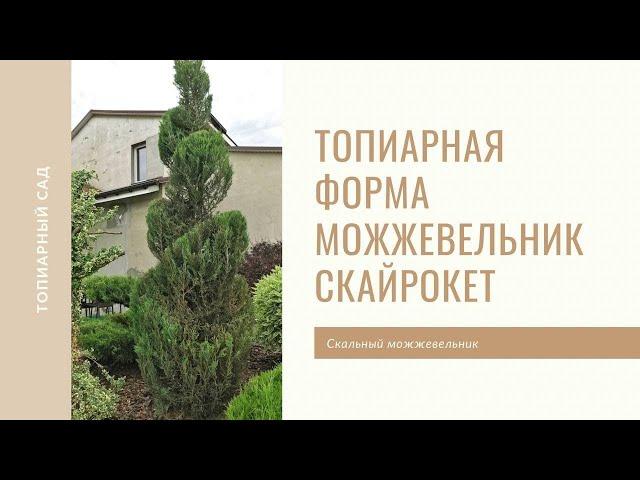 Стрижка можжевельника Скайрокет. Топиарная форма