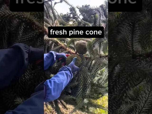 Harvesting giant pine cones #fruit #agriculture #plants