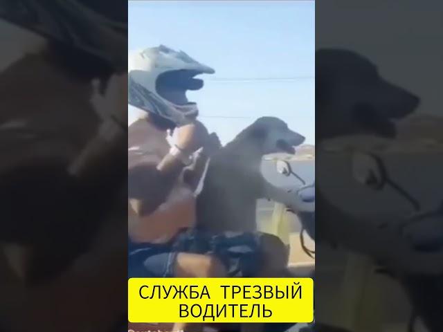 СОБАКА ЗА РУЛЕМ ВЕЗЕТ ДОМОЙ ПЬЯНЫХ ХОЗЯЕВ!