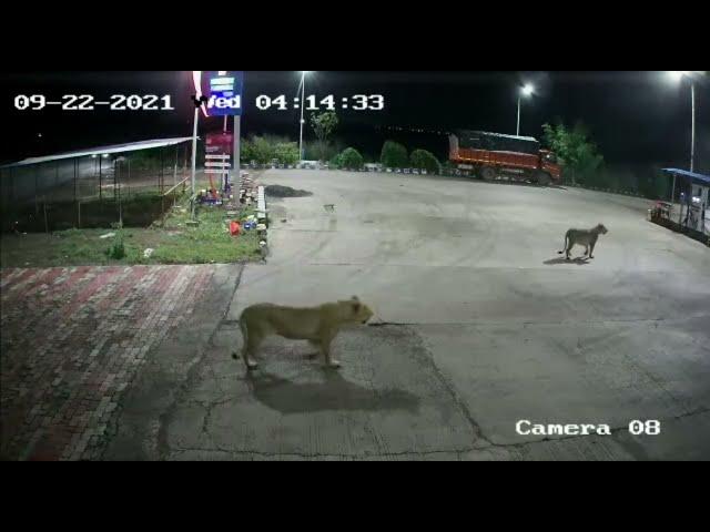 Lion Attack On Dogs Petrol Pump | Capture The Wild | Sasan Gir | Asiatic Lion | Dog Attack Lion