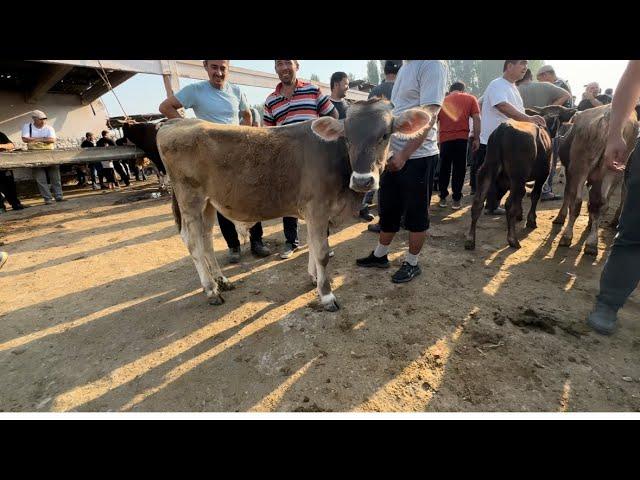 ANDIJON ASAKA MOL BOZORI YOSH BUQA NARXLARI  TEL NOMERLARI