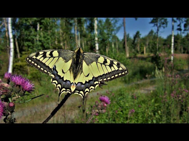 Papilio machaon Sweden 2011