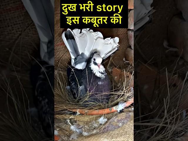 emotional story of pigeon  | #sadstory #pigeon #kabootar #shorts