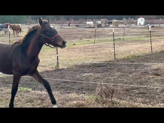 Good As Gold Sport Horses, LLC - 2022 Mambo No 5 filly - Samba GGSH - free lounge