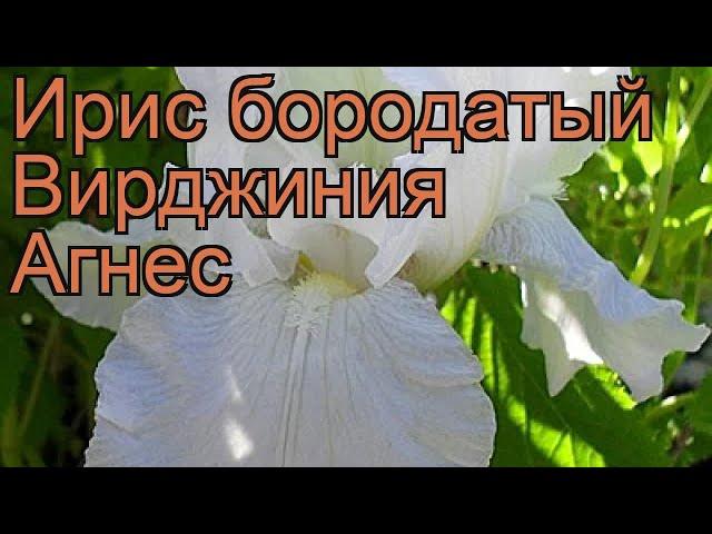 Ирис бородатый Вирджиния Агнес (iris)  обзор: как сажать, рассада ириса Вирджиния Агнес