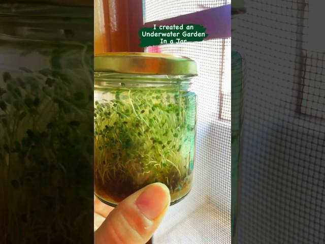 I Created an Underwater Garden in a Jar | #garden #home #experiment #shorts