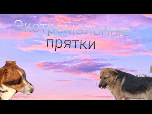 Экстремальные прятки! Грей и Лео (Лео) говорящая собака .