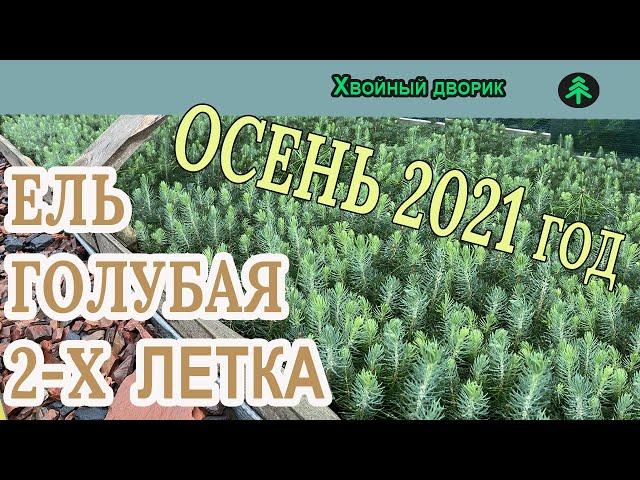 Какая ель голубая 2-х летка на осень 2021 года. Обзор интернет-магазина питомника "Хвойный дворик"