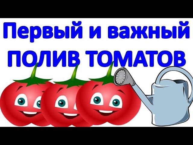 Первый и важный ПОЛИВ ТОМАТОВ после высадки рассады в теплице. Сколько воды нужно и как поливать.