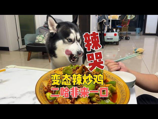 主人吃變態辣炒雞，二哈死活非要來一口，下一秒就被辣得翻白眼When the Husky sees the owner's food【马桶的逗比狗生】