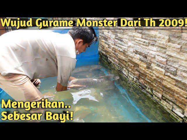 15 TAHUN DI KOLAM SEMEN! INI KEINDAHAN GURAME SUPER BABON DI AIR JERNIH