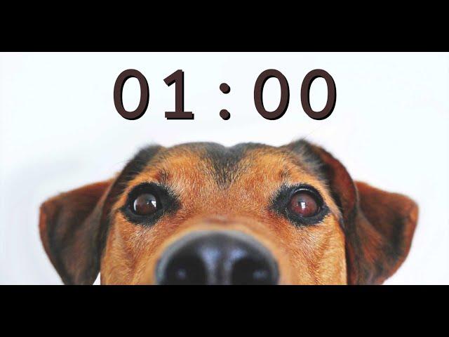 1 Minute Timer for School and Homework - Dog Bark Alarm Sound