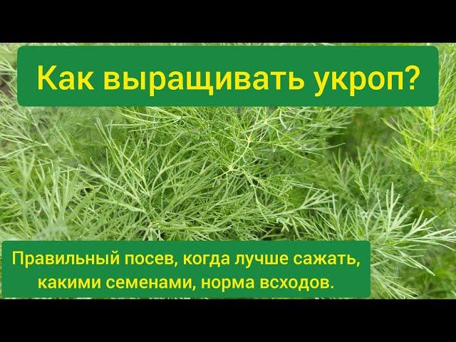 Как вырастить укроп? Посев укропа в открытый грунт? Как правильно сажать укроп? Посадка укропа