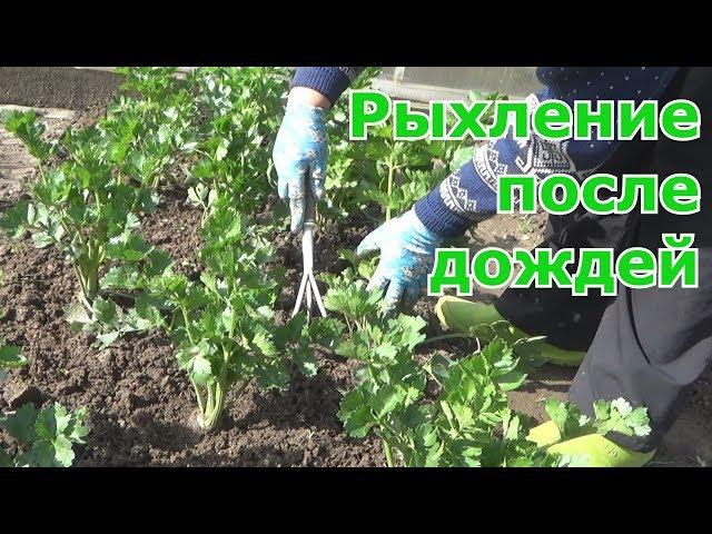 Необходимость рыхления почвы на всех грядках и посадках после обильных дождей, особенно после зимы