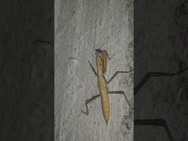 An incomprehensible creature climbed into a house in Australia