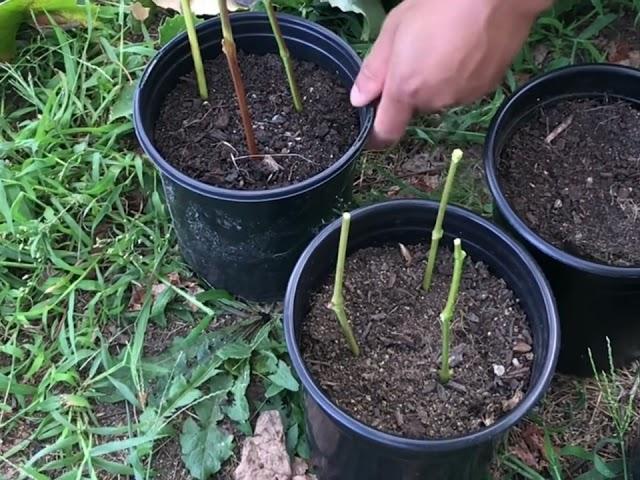 Making New Grape Vines From Cuttings (Reliance Grapes)