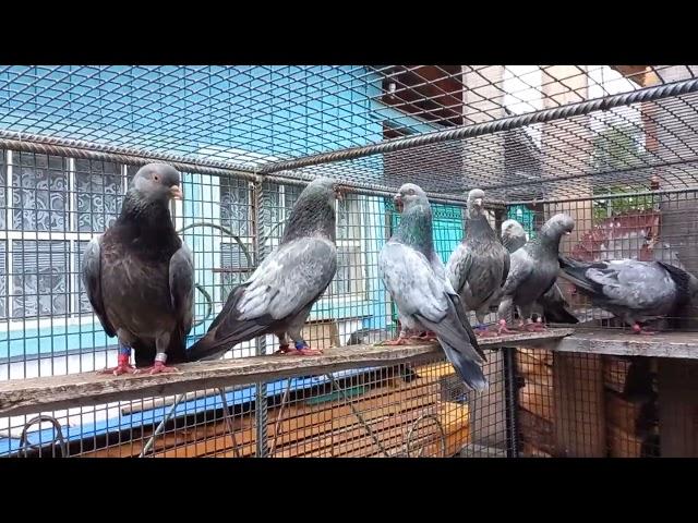 Свердловские высоколетные! Заводчик Виктор Тряпкин. 08.08.2023.  Sverdlovsk high - flying pigeons