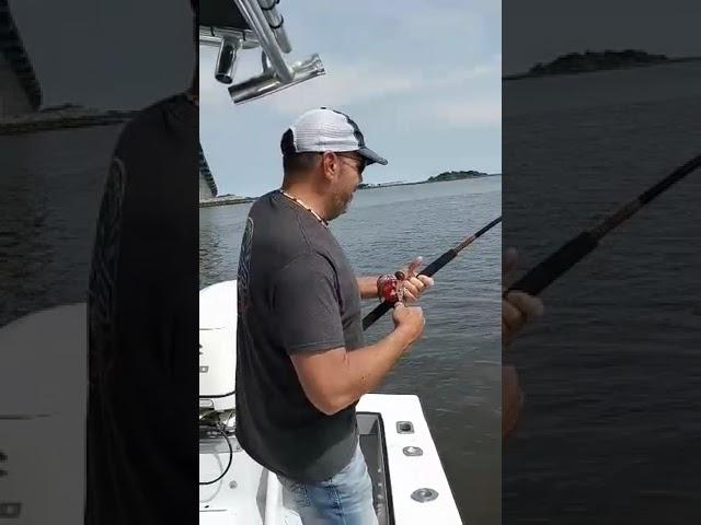 Bull Redfish - UNEXPECTED catch while Inshore Fishing #fishing #redfish #bottomfishing