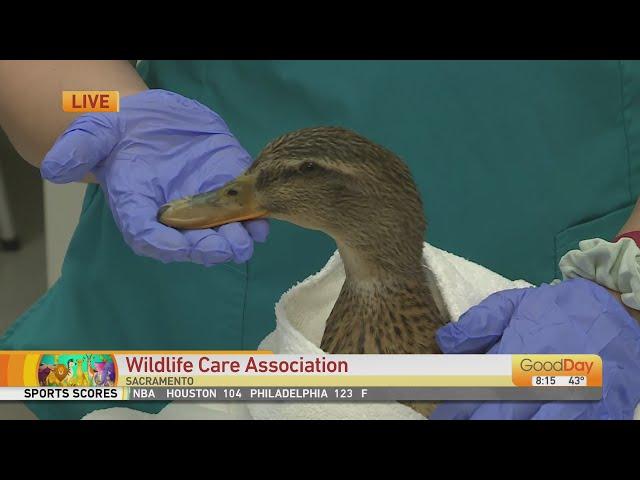 Wildlife Care Association