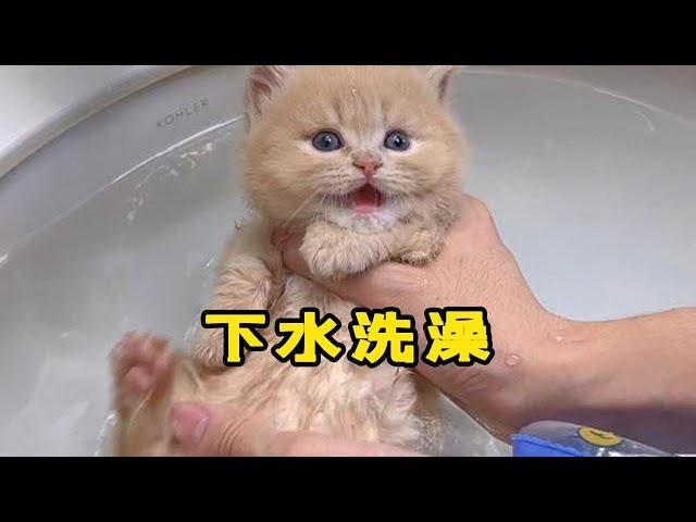 【小奶貓成長記】單獨給大黃剪一個洗澡的視頻