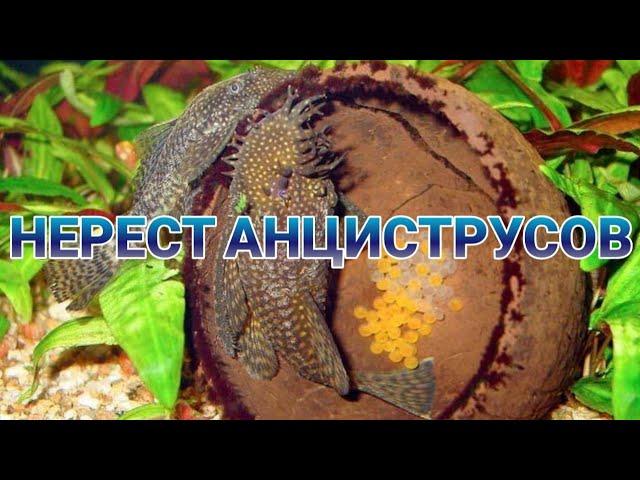 НЕРЕСТ АНЦИСТРУСОВ. РАЗМНОЖЕНИЕ АНЦИСТРУСОВ