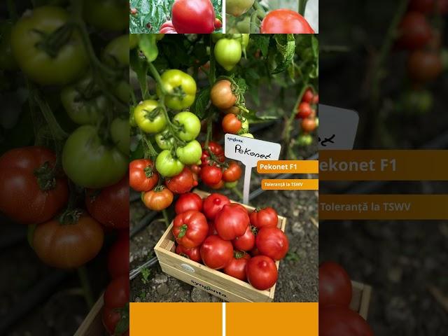 Pekonet - tomate cu mucron! Extratimpurii si cu toleranță la TSWV  #legumecugust #syngenta