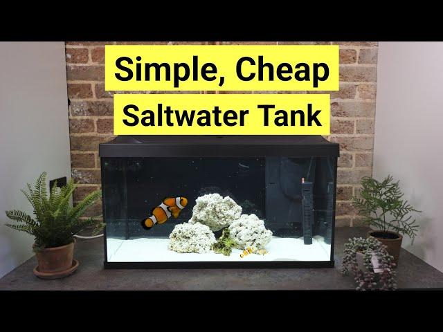 How To Set Up A Saltwater Tank For Beginners (...for £182)