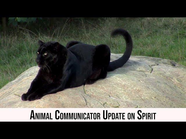 Animal Communicator Update on Spirit