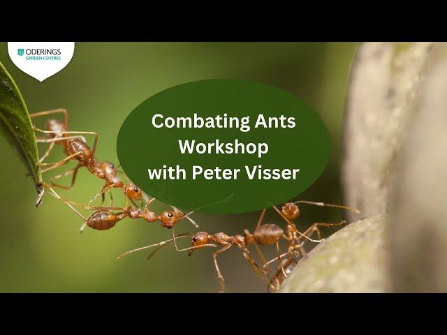 Combating Ants Workshop with Peter Visser