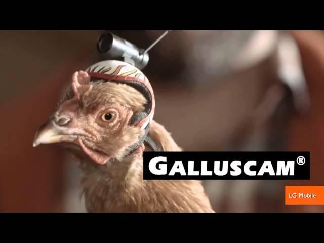 The Stabilization Power of Chicken Heads Featured in New Commercials