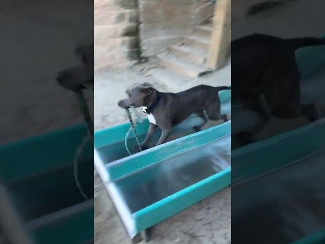 Hilarious Dog Has a Blast on Park Slide!