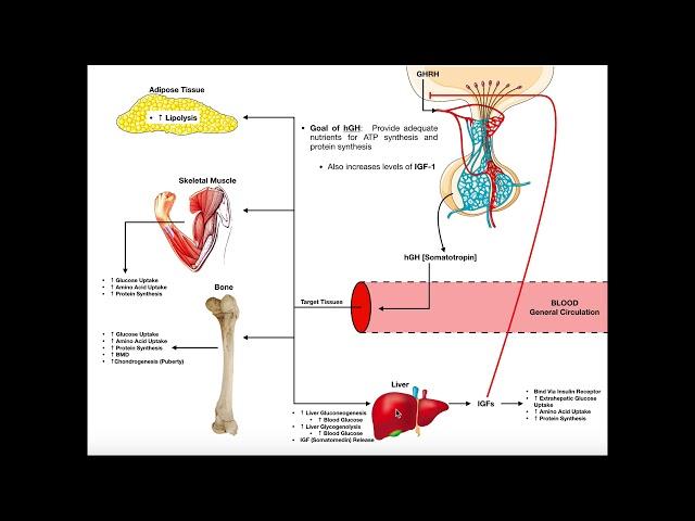 Specific Hormones | Functions of Growth Hormone (hGH)