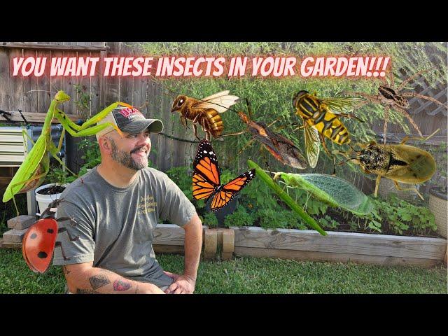 Identifying Beneficial Insects for Your Garden || DHBG