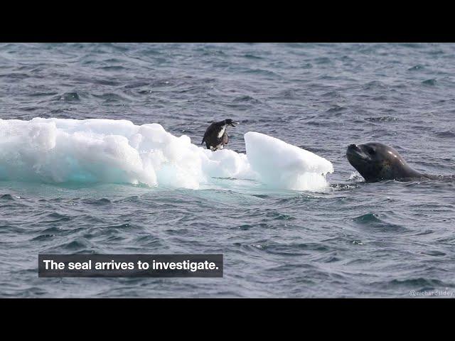 Leopard Seals