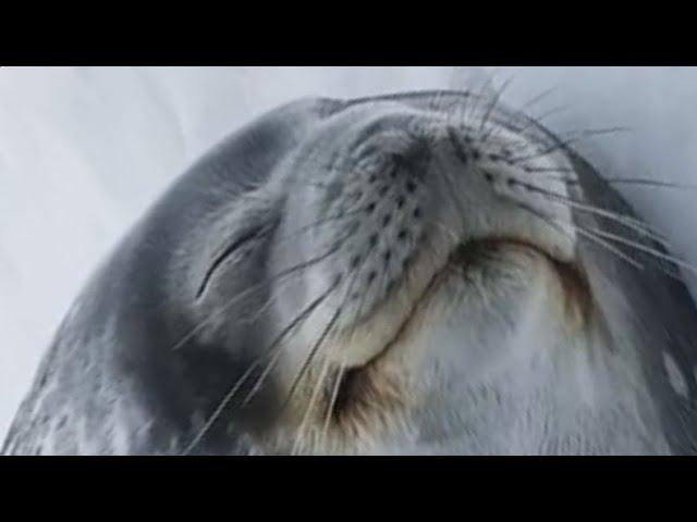 SPACESEAL